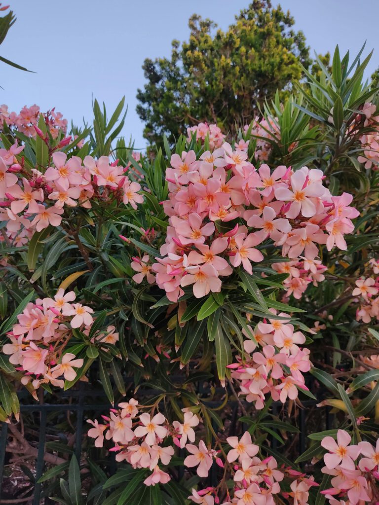 Large choix d'arbustes de haie, de rocaille et plantes grimpantes - Pépinière Viticole & Ornementale