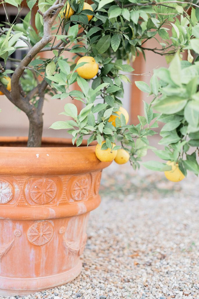 Citronnier quatre saisons en pot pour terrasse et jardin - Sélection Pépinière Viticole et Ornementale